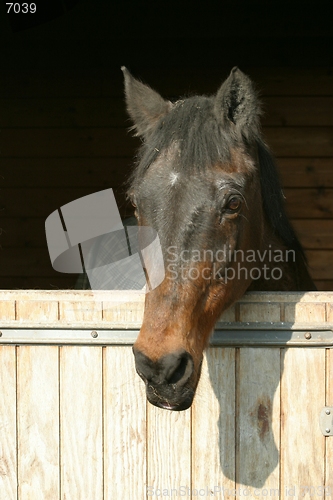 Image of Horse inside barn