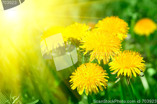 Image of dandelion flower