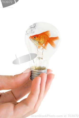 Image of light bulb with swimming fish