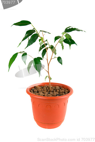 Image of Tree