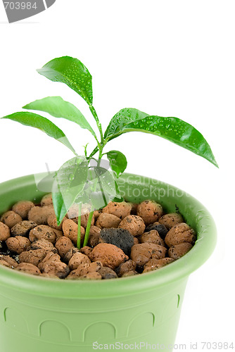 Image of Plant