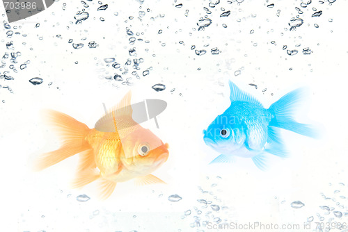Image of gold  and blue fishes