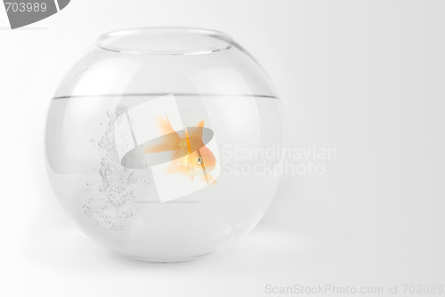 Image of Goldfish in the bowl