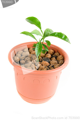 Image of Plant at flowerpot