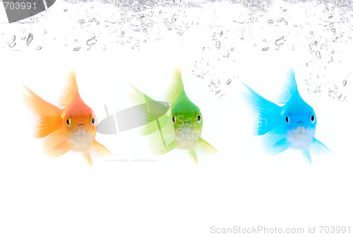 Image of color fishes 