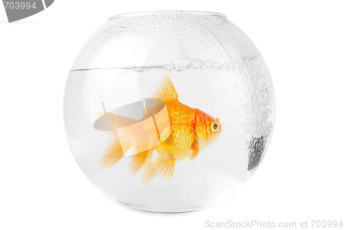 Image of gold fish at aquarium