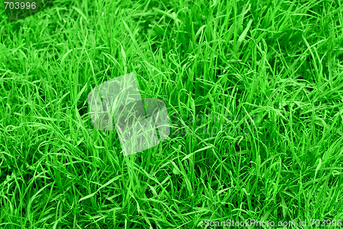 Image of succulent green grass background