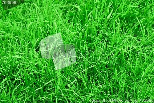 Image of succulent green grass background