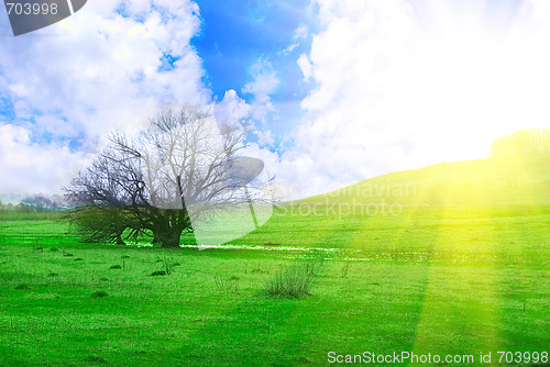 Image of grass and tree on sunrise