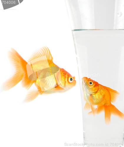 Image of Two gold fish 