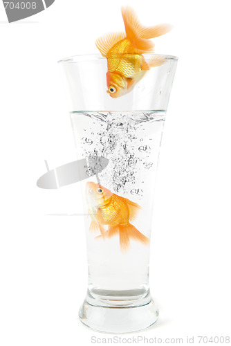 Image of  goldfish jumping