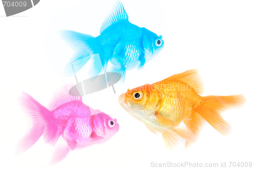 Image of Three different color fishes