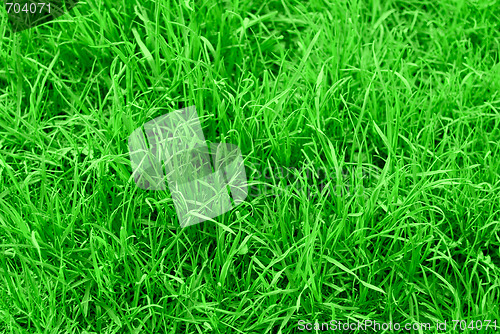 Image of succulent green grass background