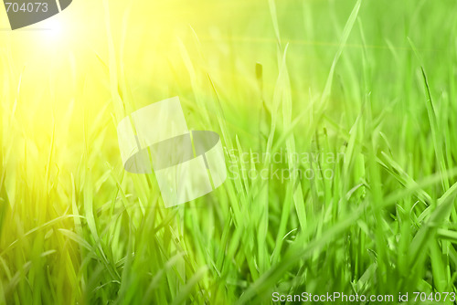 Image of Green grass sunset
