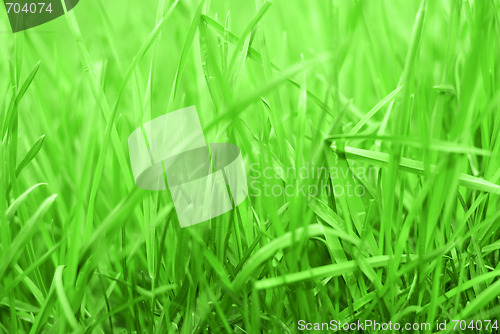 Image of Rich Grass 