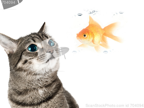 Image of Cat and fish