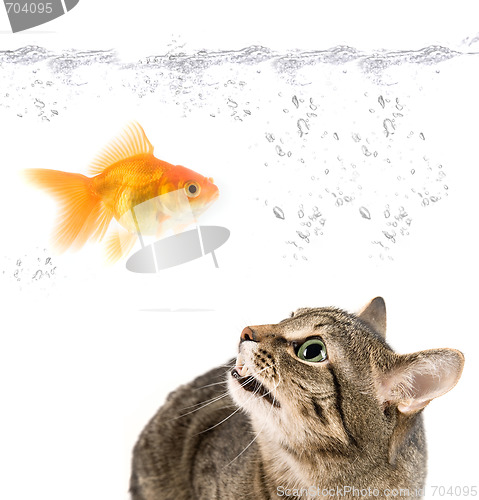 Image of angry cat and gold fish 