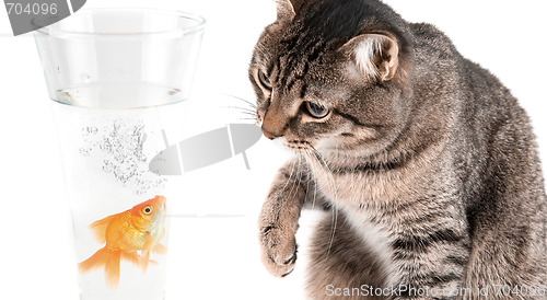 Image of Playing cat and gold fish