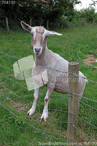 Image of Geat on a fence.