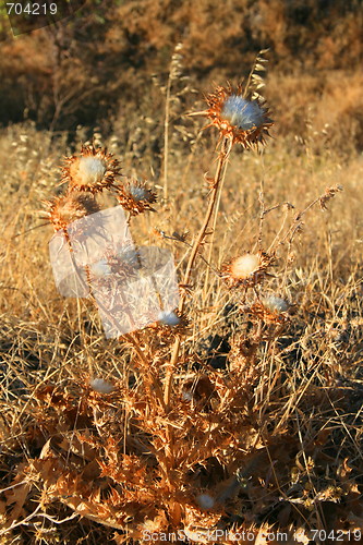 Image of Dry Seed Pods