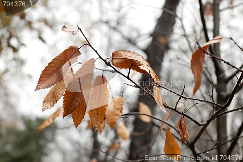 Image of Autumn