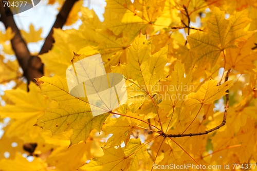 Image of Leaves