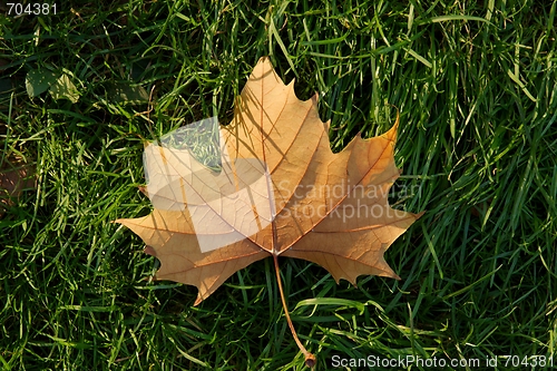 Image of Leaf
