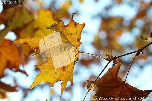 Image of Leaf