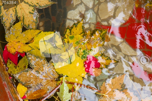 Image of Leaves