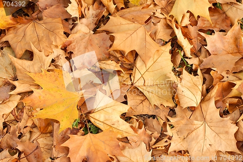 Image of Leaves