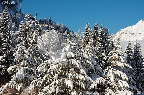 Image of Winter forest