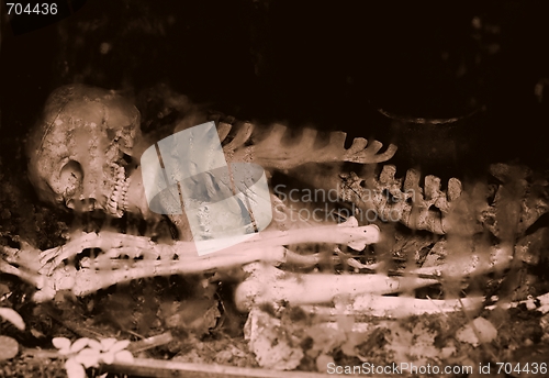 Image of Bones