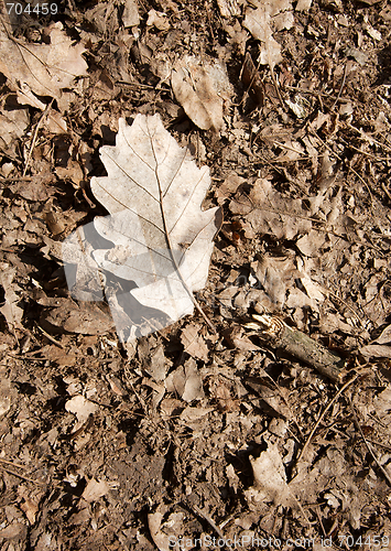 Image of Leaf