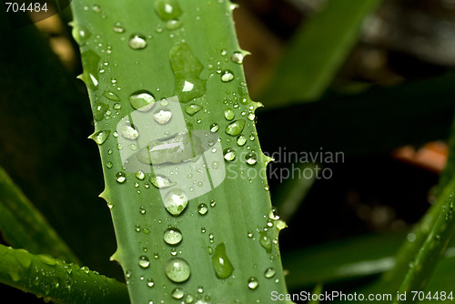 Image of aloe vera 