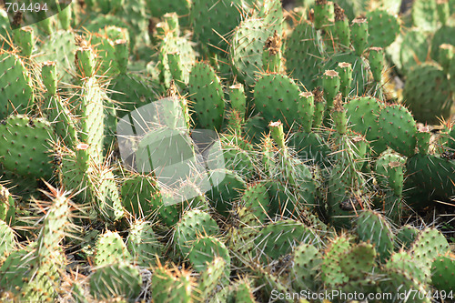 Image of cactus texture