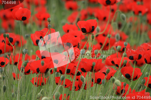 Image of poppy flowers