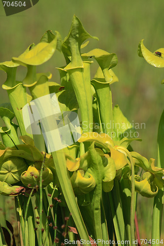 Image of carnivorous plant