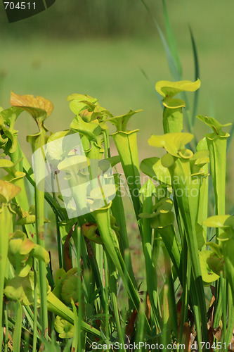 Image of carnivorous plant