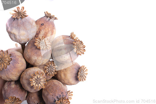 Image of poppy heads