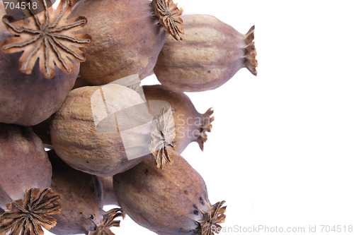 Image of poppy heads