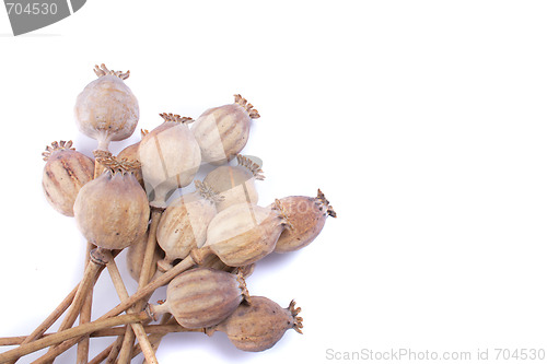 Image of poppy heads