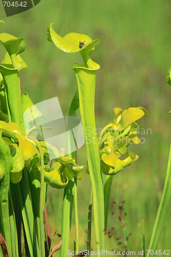 Image of carnivorous plant