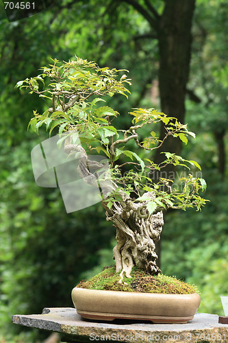 Image of bonsai