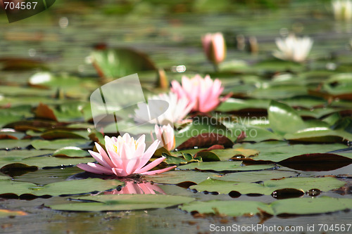 Image of water lilly