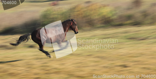 Image of Horse running