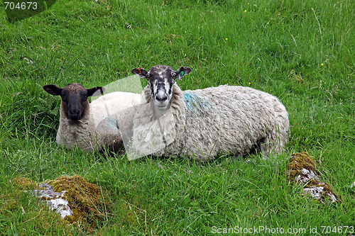 Image of Lamb with its mother.