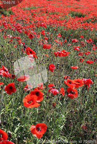 Image of Red Poppies.