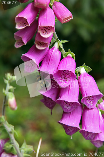 Image of Foxgloves.