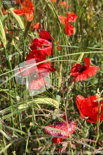 Image of Red Poppies.