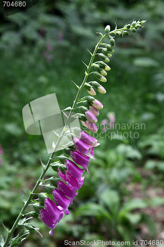Image of Foxgloves.